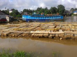 2.300 Batang Kayu Jabon Disita