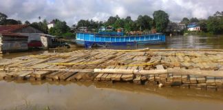 2.300 Batang Kayu Jabon Disita