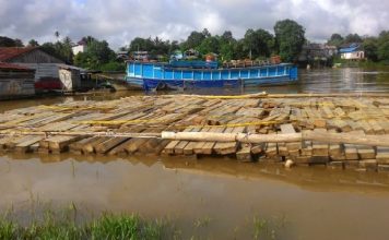 2.300 Batang Kayu Jabon Disita