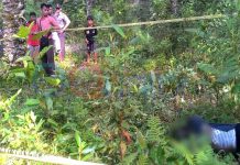 Ada Mayat di Kebun PTPN XIII Ngabang