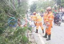 Pohon Raksasa Tumbang Arus Lalu-lintas Lumpuh