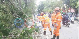 Pohon Raksasa Tumbang Arus Lalu-lintas Lumpuh