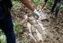 Curi Jengkol Dikubur di Lumpur