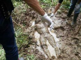 Jengkol Membawa Maut di Kebun Getah