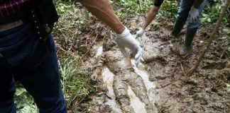 Jengkol Membawa Maut di Kebun Getah