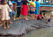 Hiu Paus Terjaring Pukat Nelayan Selakau