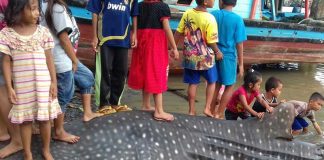 Hiu Paus Terjaring Pukat Nelayan Selakau