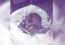 Tulang Belulang Siapa di Hutan Mekar?