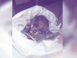 Tulang Belulang Siapa di Hutan Mekar?