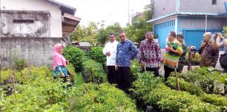 Tak Khawatir Cabai Mahal, Sulap Pekarangan Jadi Kebun