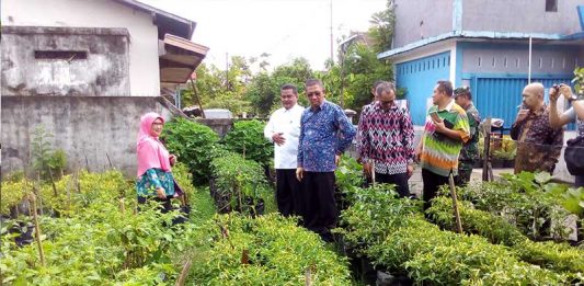 Tak Khawatir Cabai Mahal, Sulap Pekarangan Jadi Kebun