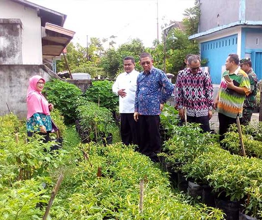 Tak Khawatir Cabai Mahal, Sulap Pekarangan Jadi Kebun