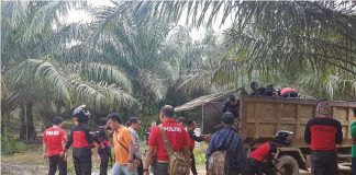 Sedot Emas di Kebun Sawit