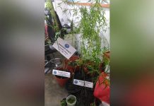 Gawat, Oknum ASN Sanggau Tanam Ganja