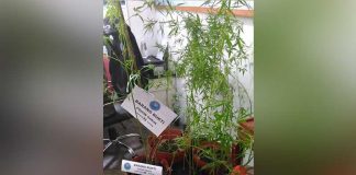 Gawat, Oknum ASN Sanggau Tanam Ganja