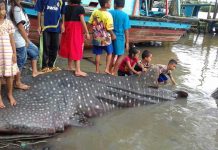 Terjaring Pukat Nelayan Hiu Paus Dipotong Warga