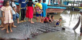 Terjaring Pukat Nelayan Hiu Paus Dipotong Warga