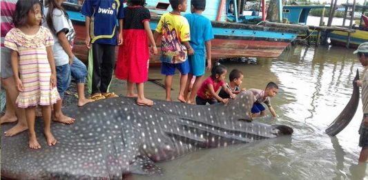 Terjaring Pukat Nelayan Hiu Paus Dipotong Warga