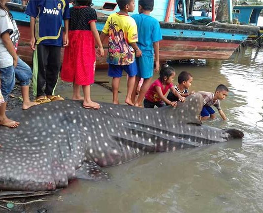 Terjaring Pukat Nelayan Hiu Paus Dipotong Warga