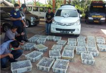 400 Ekor Kacer Malaysia Gagal Masuk ke Kalbar