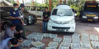 400 Ekor Kacer Malaysia Gagal Masuk ke Kalbar