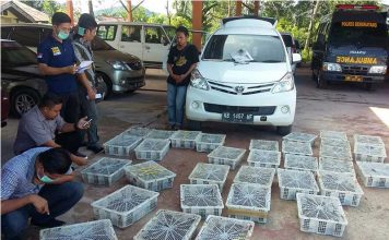 400 Ekor Kacer Malaysia Gagal Masuk ke Kalbar