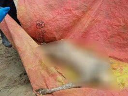 Mayat Pria Misterius Terdampar di Pantai