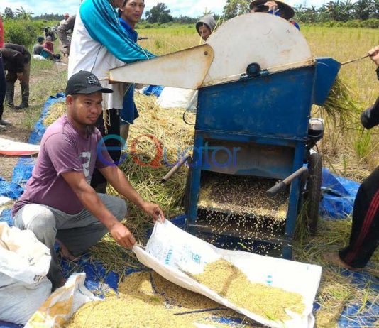 Panen Padi Unggul Buat Kesejahteraan Ponpes