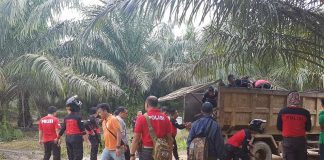 Nambang Emas di Kebun Sawit, Dicokok Polisi