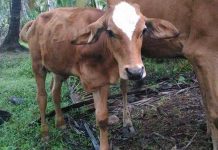 Sapi Kaki Tiga di Tanjung Satai