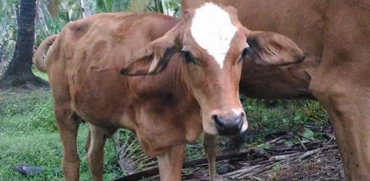 Sapi Kaki Tiga di Tanjung Satai