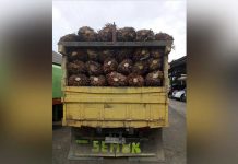 Diringkus Polisi Usai Panen Sawit PT PHS