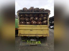 Diringkus Polisi Usai Panen Sawit PT PHS