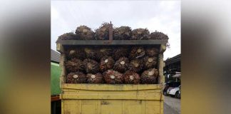 Diringkus Polisi Usai Panen Sawit PT PHS