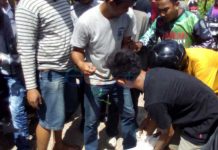 Biawak Kawin di Kota Bikin Heboh Warga