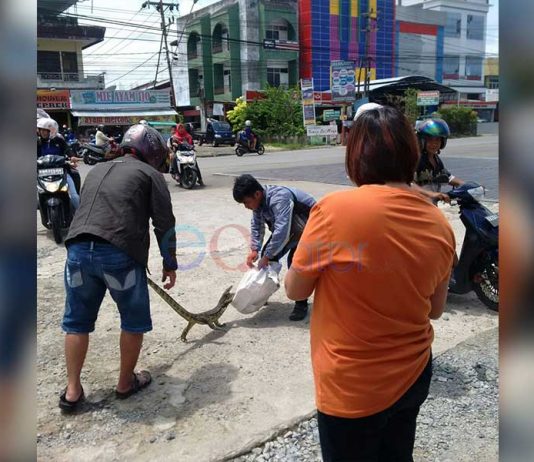 Pembangunan, Hewan Liar Kian Tergusur dari Habitatnya