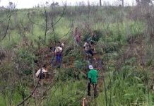 BTNGP Tanam Pohon di Pasir Mayang