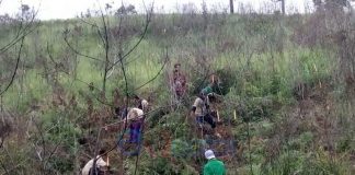 BTNGP Tanam Pohon di Pasir Mayang