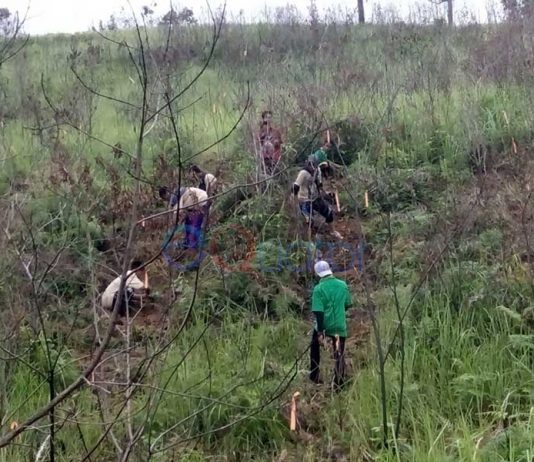 BTNGP Tanam Pohon di Pasir Mayang
