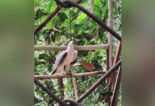 Elang Laut Perut Putih Diselamatkan BKSDA