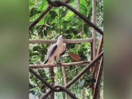 Elang Laut Perut Putih Diselamatkan BKSDA