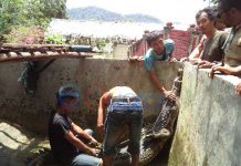 Lestarikan Satwa Langka Buaya Senyolung Diserahkan