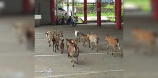 Terminal Ngabang Jadi Kandang Kambing
