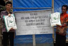 Puluhan Ton Tepung Mokaf Menumpuk di Gudang