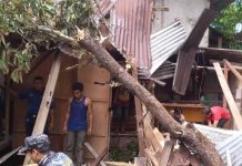 Pohon Tumbang Timpa Dua Rumah