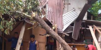 Pohon Tumbang Timpa Dua Rumah