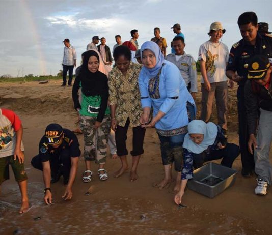 Selamatkan Telur Penyu dari Perdagangan Gelap