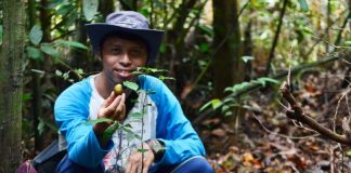 Menelusuri Jejak Orangutan di Hutan Aur Kuning