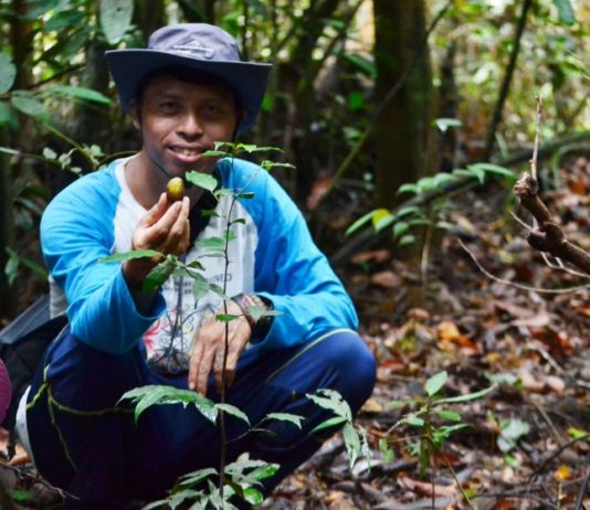 Menelusuri Jejak Orangutan di Hutan Aur Kuning