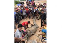 Dua Pedagang Keliling Taklukkan Buaya Raksasa